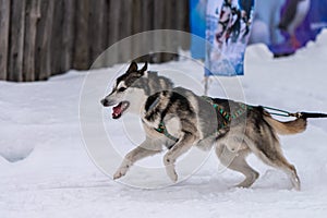 Sled dog racing. Husky sled dogs team in harness run and pull dog driver. Winter sport championship competition