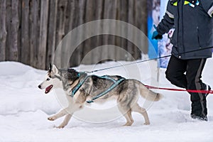 Sled dog racing. Husky sled dogs team in harness run and pull dog driver. Winter sport championship competition