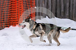 Sled dog racing. Husky sled dogs team in harness run and pull dog driver. Winter sport championship competition