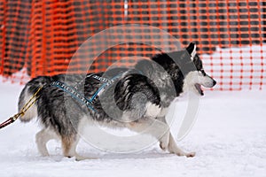 Sled dog racing. Husky sled dogs team in harness run and pull dog driver. Winter sport championship competition