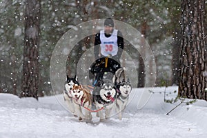 Sled dog racing. Husky sled dogs team pull a sled with dog driver. Winter competition