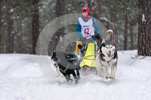 Sled dog racing. Husky sled dogs team pull a sled with dog musher. Winter competition