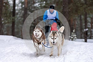 Sled dog racing. Husky sled dogs team pull a sled with dog musher. Winter competition