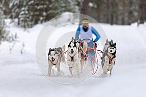 Sled dog racing. Husky sled dogs team pull a sled with dog musher. Winter competition