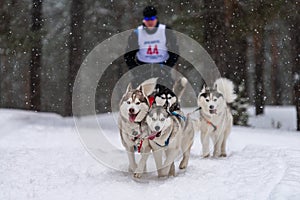 Sled dog racing. Husky sled dogs team pull a sled with dog musher. Winter competition