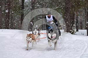 Sled dog racing. Husky sled dogs team pull a sled with dog musher. Winter competition