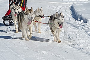 Sled dog scene in the Italian alps