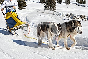 Sled dog scene in the Italian alps