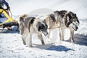 Sled dog scene in the Italian alps
