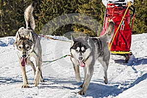 Sled dog scene in the Italian alps