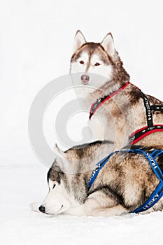 Sled dog siberian husky