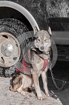 Sled Dog Sits By Truck