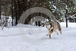 Sled dog skijoring. Husky sled dog pull dog musher. Sport championship competition