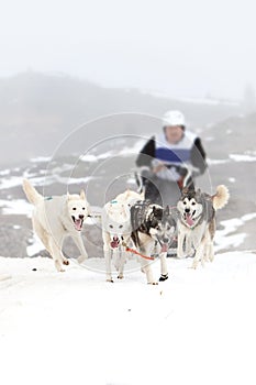 Sled dog on the snow