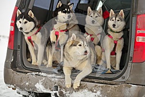 Sled dogs