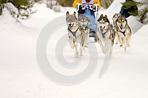 Sled dogs