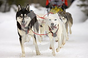 Sled dogs