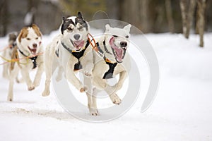 Sled dogs