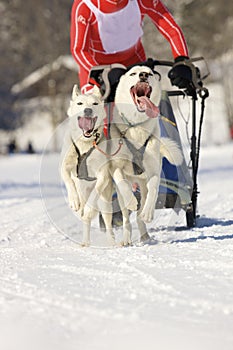 Sled dogs