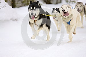 Sled dogs