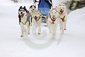 Sled dogs