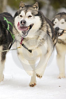 Sled dogs