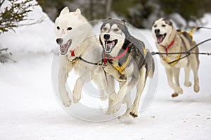 Sled dogs