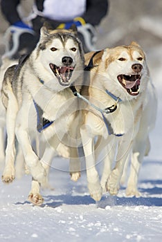 Sled dogs
