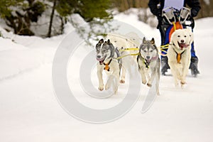 Sled dogs