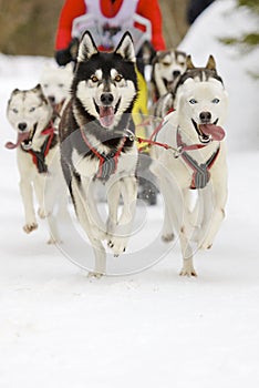 Sled dogs