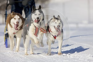 Sled dogs