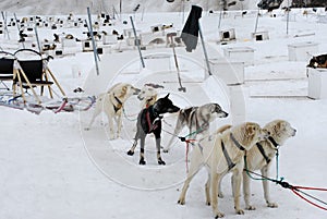 Sled Dogs of Alaska