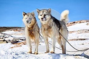 Sled dogs in Greenland