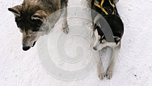 Sled dogs in harness
