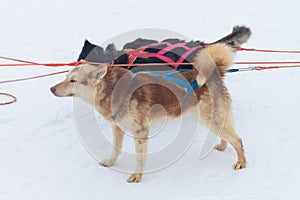 Sled dogs huskies are harnessed to a sleigh in winter for a trip through the snow