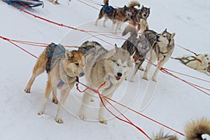 Sled dogs huskies are harnessed to a sleigh in winter for a trip through the snow