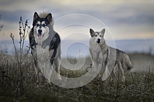 Sled dogs in the mist