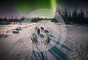 Sled dogs and northern lights.