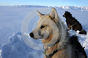 Sled dogs of polar-bear hunter, East Greenland