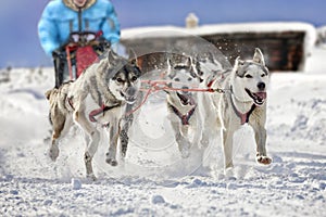 Sled dogs pulling musher