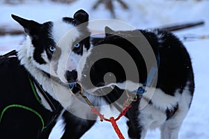 Sled dogs ready to race near Kiruna, Sweden