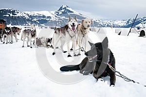 Sled dogs on a rest break