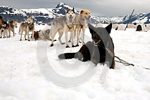 Sled dogs on a rest break