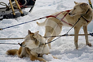 Sled Dogs Resting