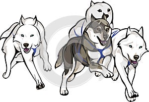 Sled dogs run