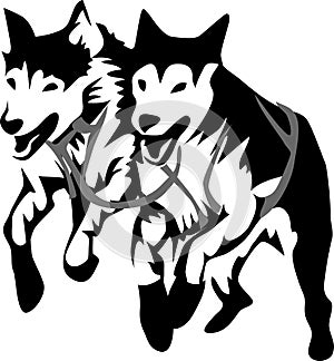 Sled dogs photo