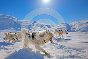 Sled dogs running in Greenland