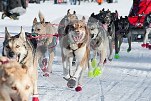 Sled Dogs Running a Race