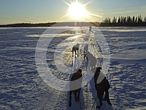 Sled dogs in snowy landscape