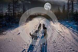 Sled dogs on a winter trail during a large full moon.